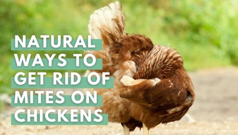 natural ways to get rid of mites on chicken