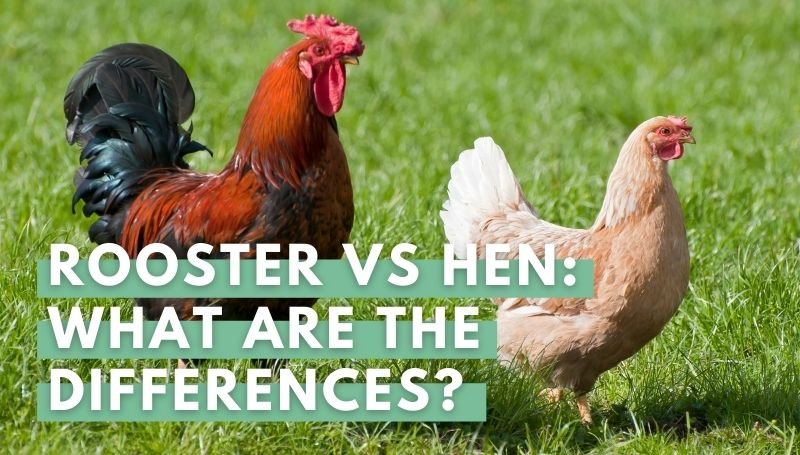 rooster vs hen