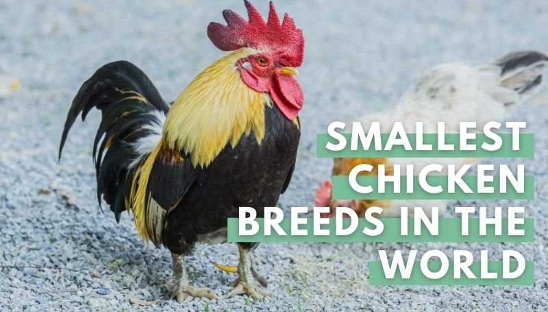 Smallest Chicken Breeds in the World