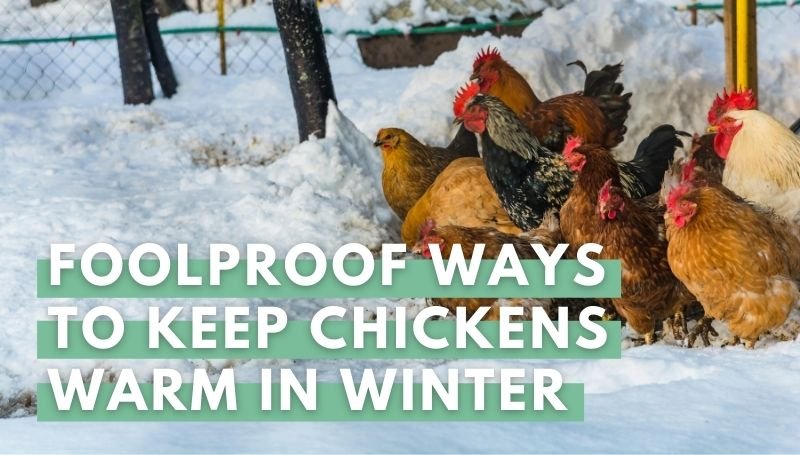 How To Keep Chickens Warm In Winter Without Electricity