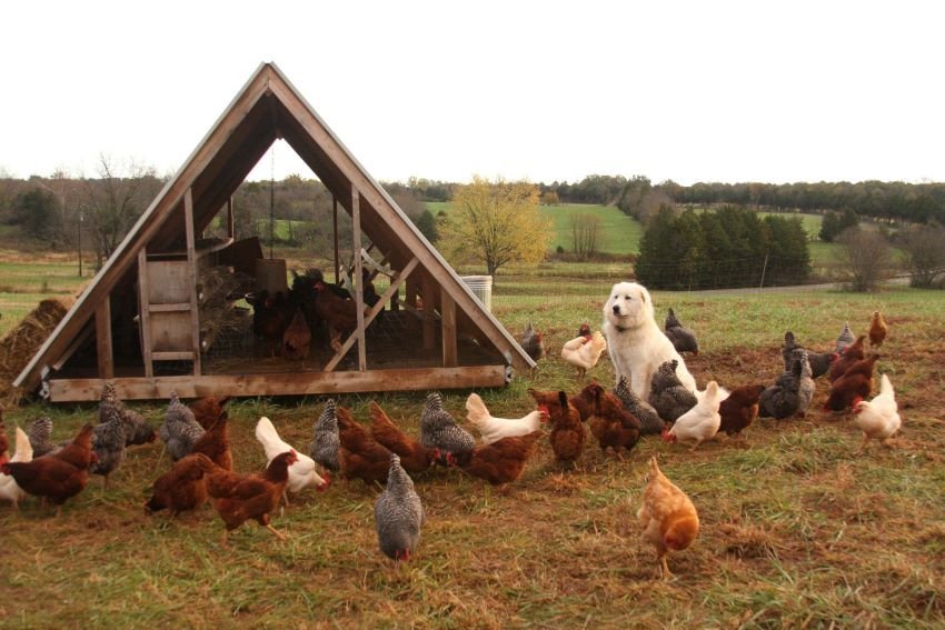 Home for chicken On The Pasture