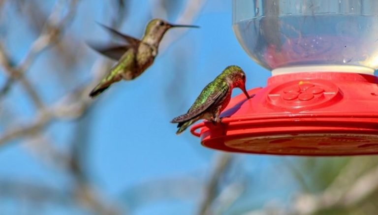 How To Keep Bees Away From Hummingbird Feeders: 15 Creative Ways