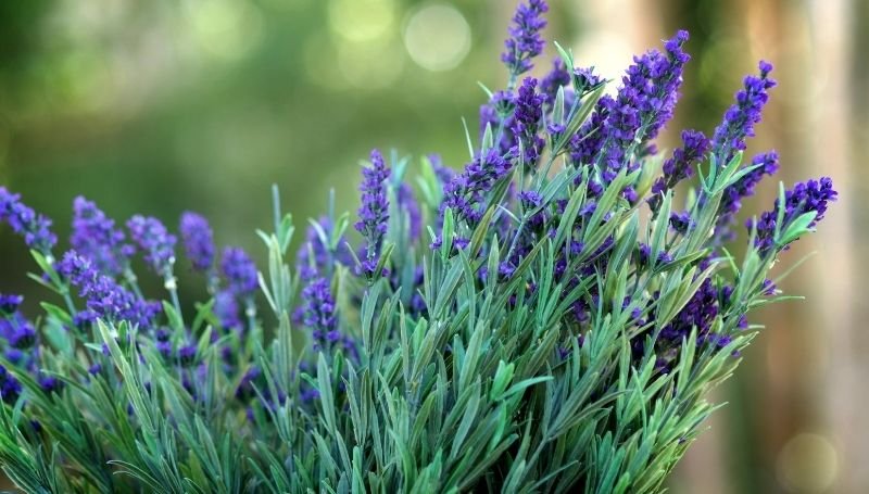 Thumbelina lavender variety, an English lavender type