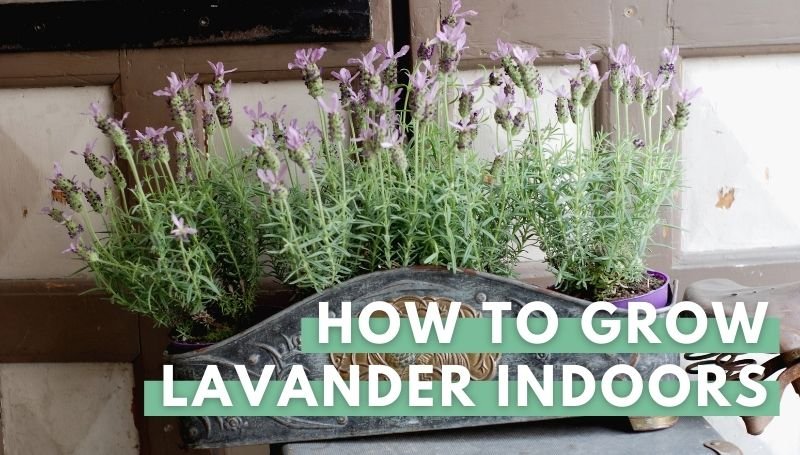how to grow lavender indooers