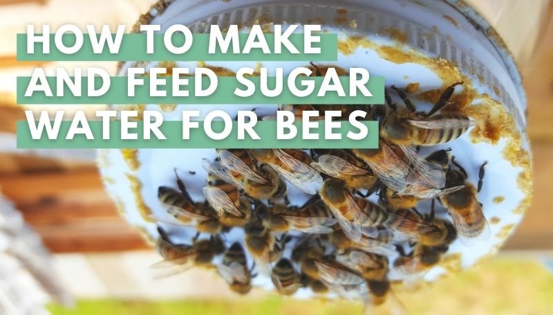 How to Make and Feed Sugar Water For Bees