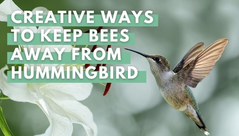 Creative Ways to Keep Bees Away from Hummingbird