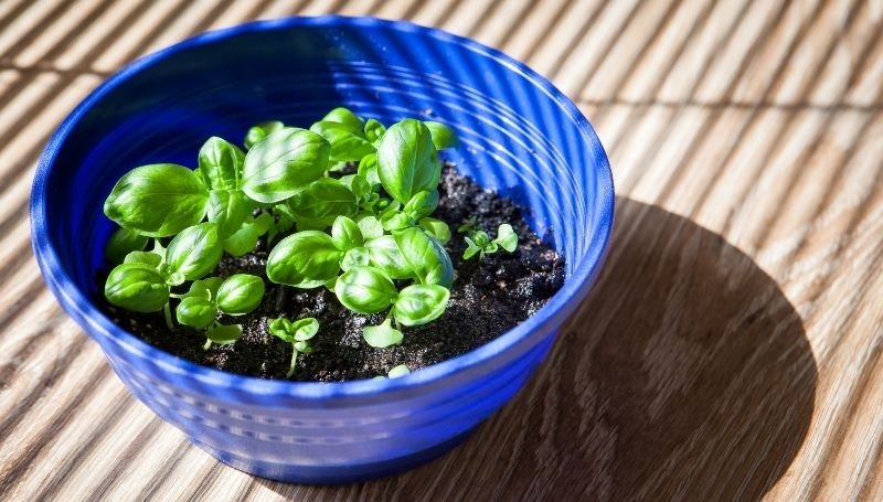 basil growing in a blue container with moist soil