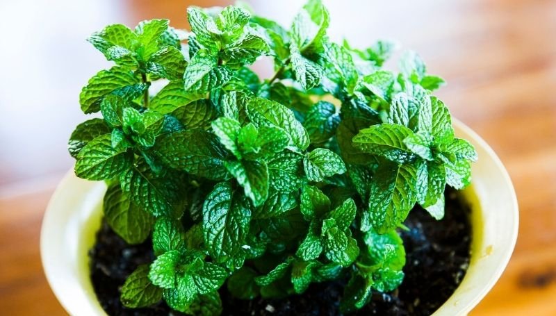mint plant in a white container