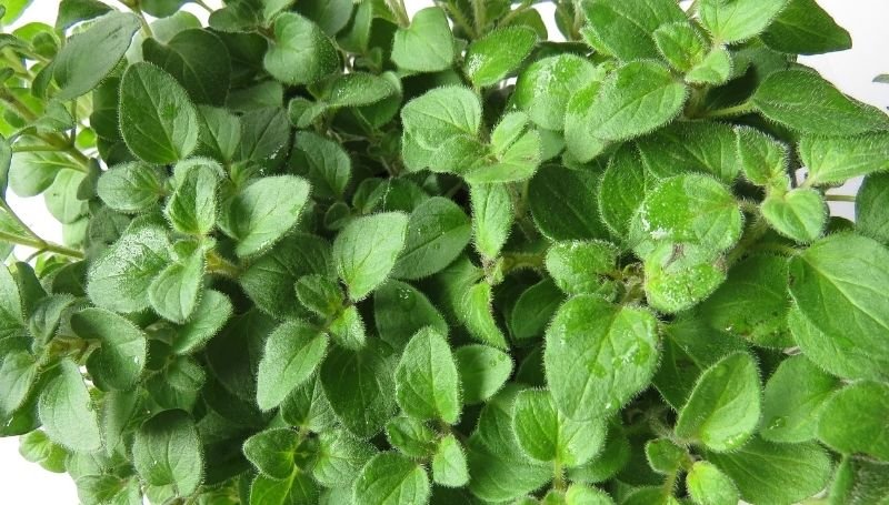 healthy oregano plant with some water on the leaves