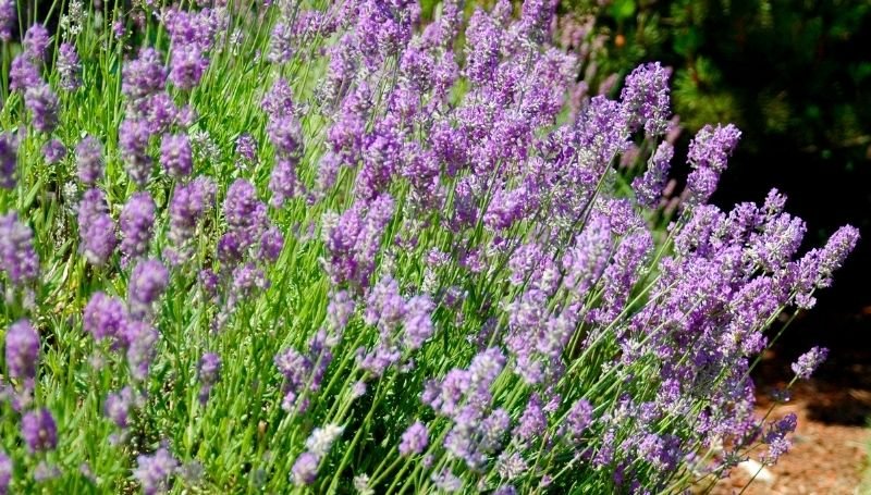 tall lavender plant under full sun