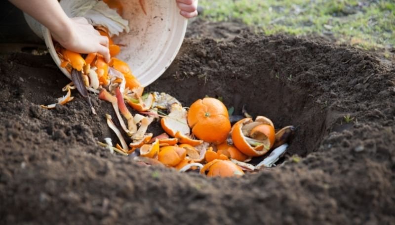 fruit peels and other food scraps being buried underground to make compost