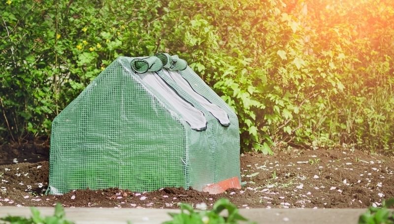 small greenhouse with green cover and rolled up windows in the backyard