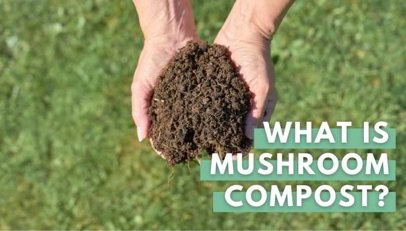 what is mushroom compost