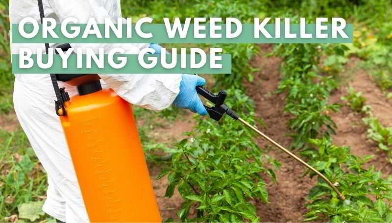 organic weed killer buying guide