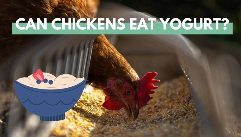 Can Chickens Eat Yogurt