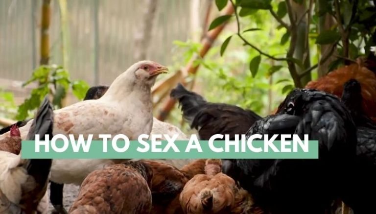 How to sex a chicken