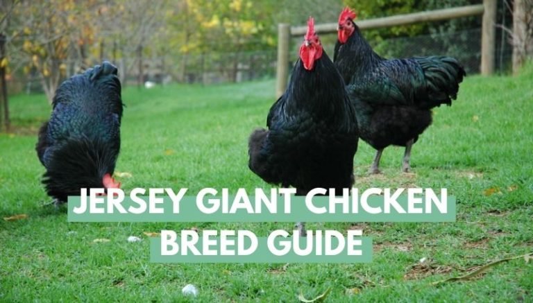 Jersey Giant Chicken Breed