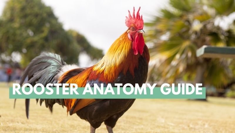 Rooster Anatomy