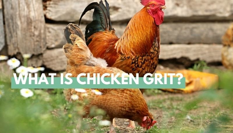 Chicken Grit