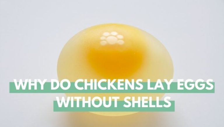 Shell Less Egg