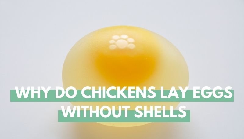 Shell Less Egg