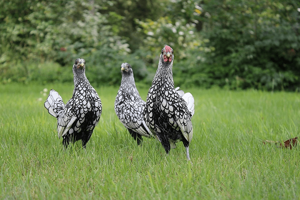 appenzeller spitzhauben chickens