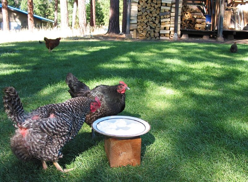 hens eating yogurt