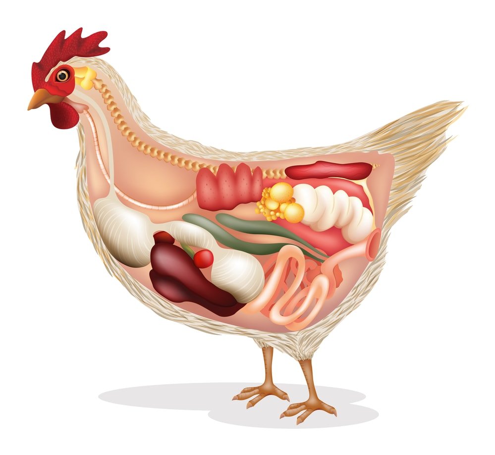 rooster anatomy