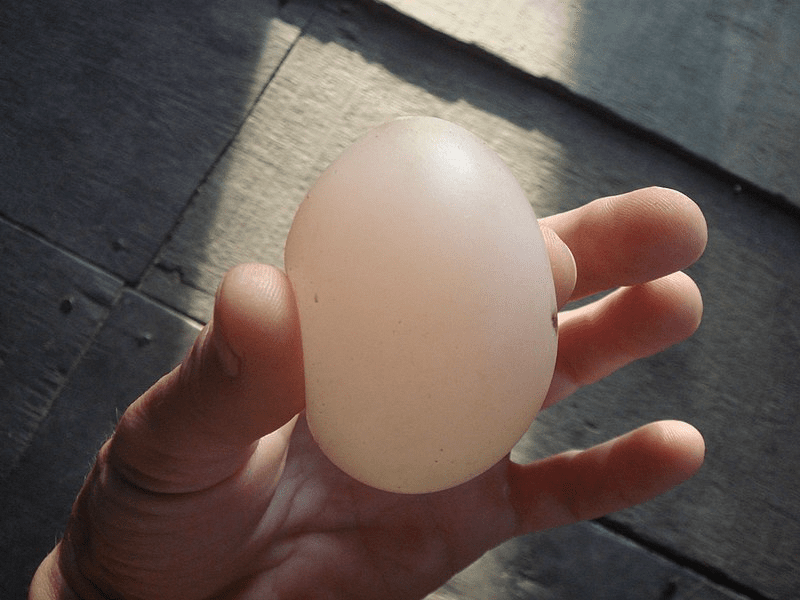 soft egg