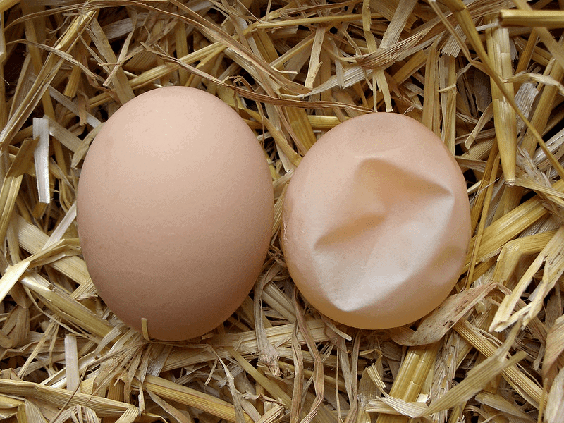 soft-shelled egg
