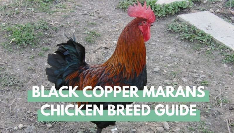 Black Copper Marans Chicken