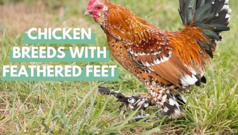 Chicken Breeds With Feathered Feet