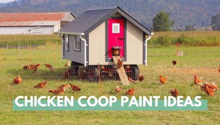 Chicken Coop Paint Ideas