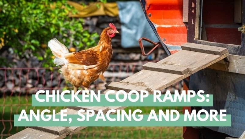Chicken Coop Ramps