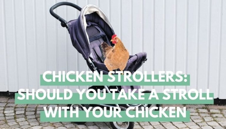 Chicken Stroller