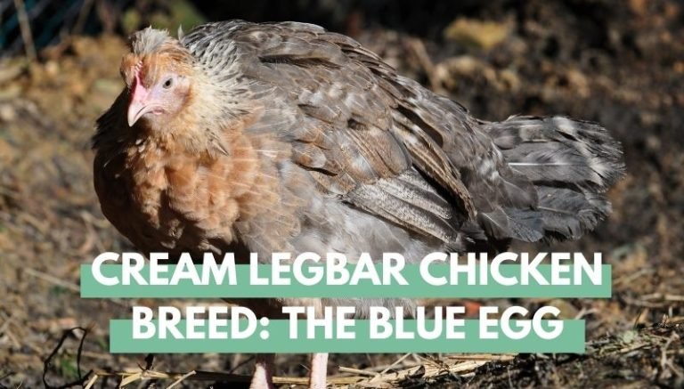 Cream Legbar Chicken