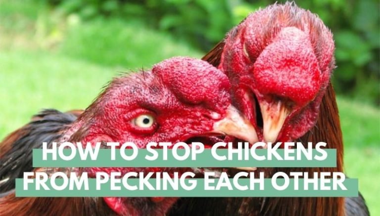 Chickens Pecking each other
