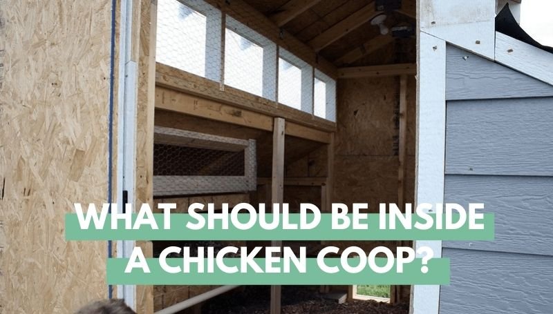 What Should Be Inside A Chicken Coop