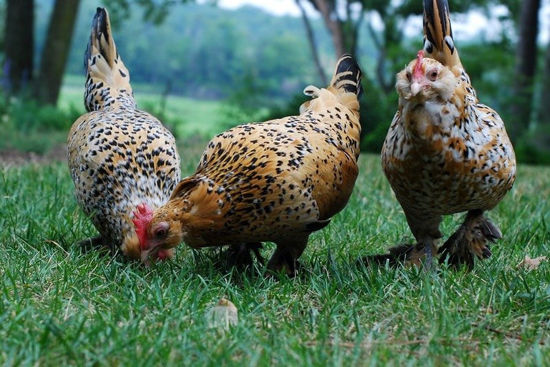 belgian duccle chickens