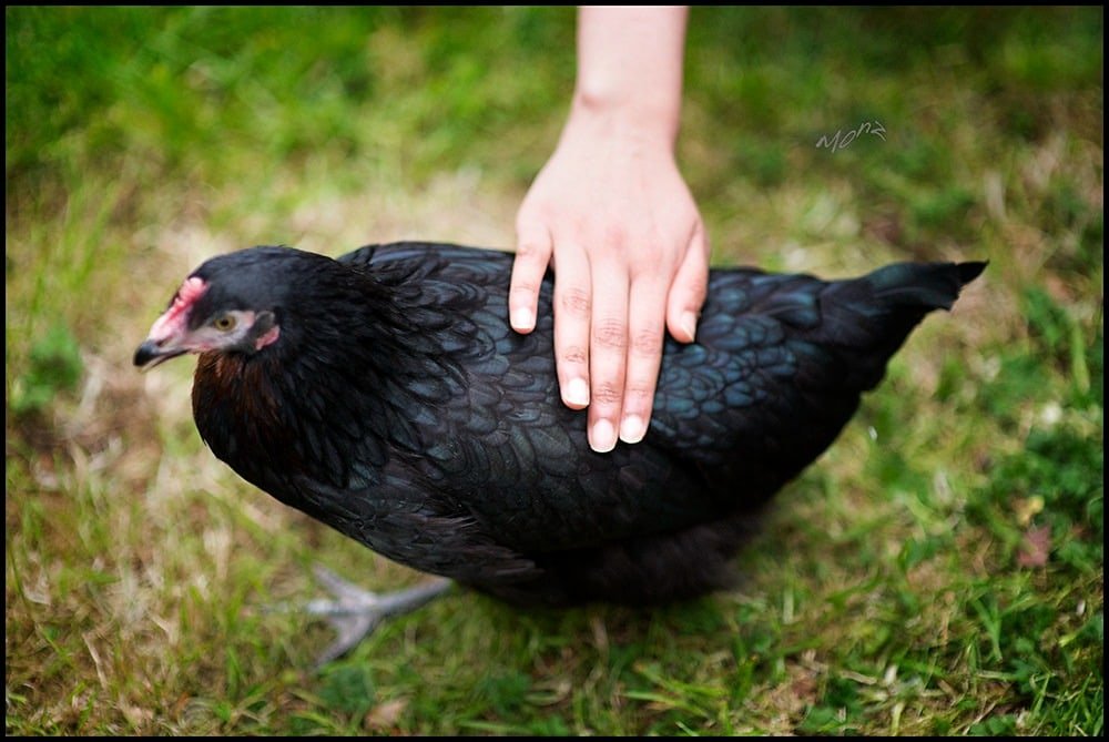 black copper maran hen with hand