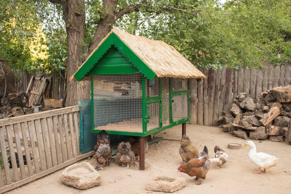 chicken coop with raised floor