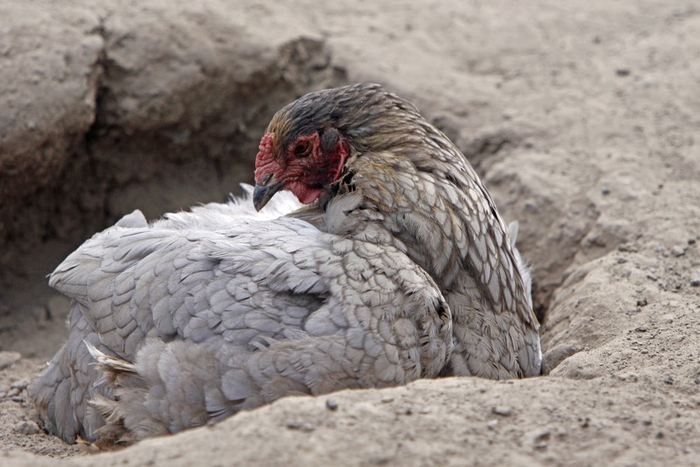 chicken in sand bath