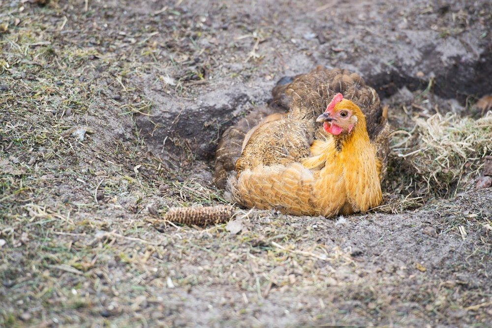 chicken takes a dusty bath