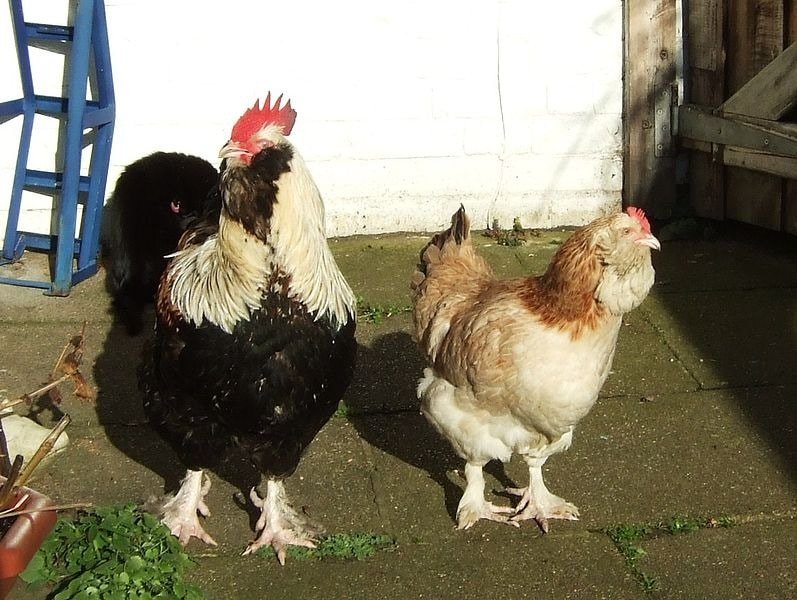 faverolles cock and hen