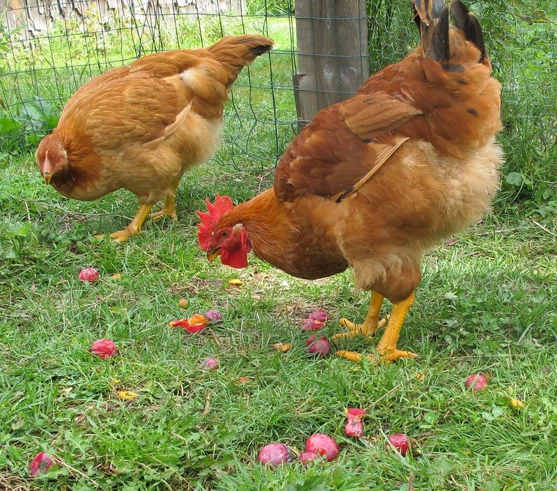 red ranger pullet and cockerel eating plums