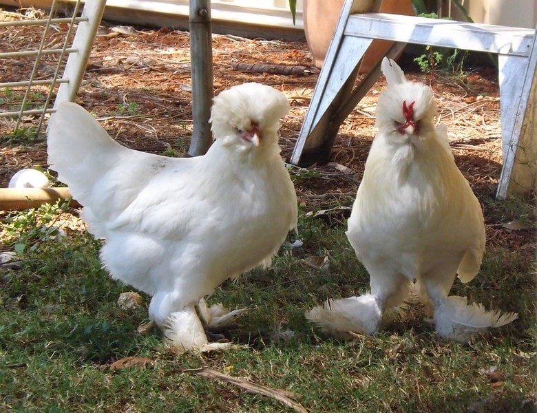 two sultan chickens