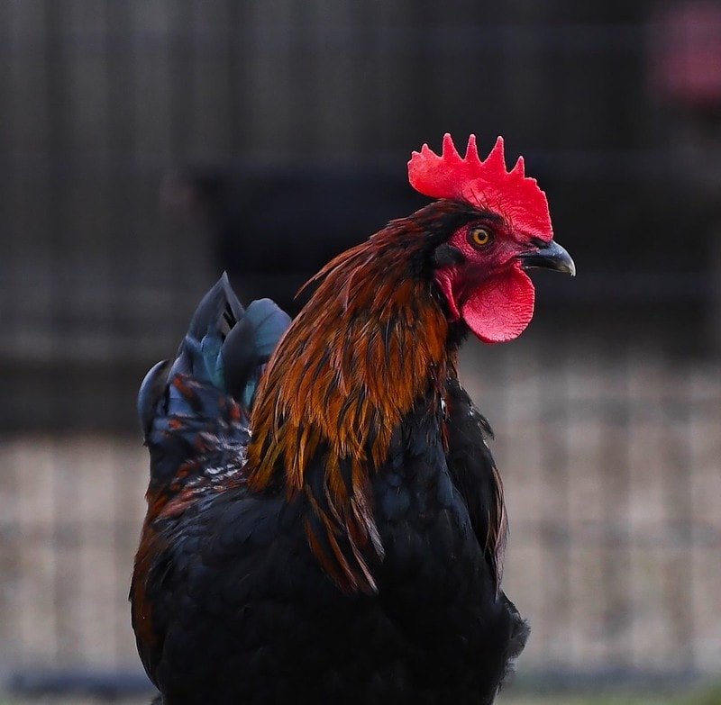 young black copper maran rooster