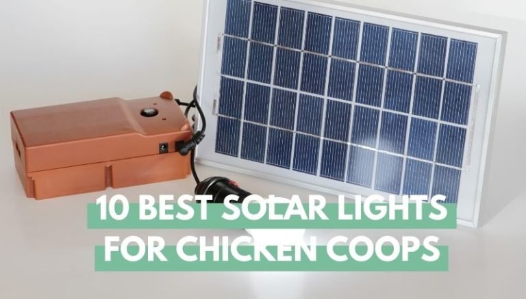 best solar lights for chicken coop