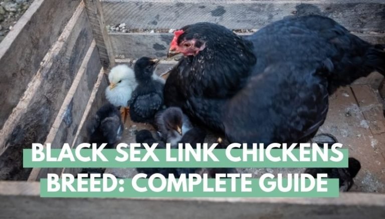 black sex link chickens breed