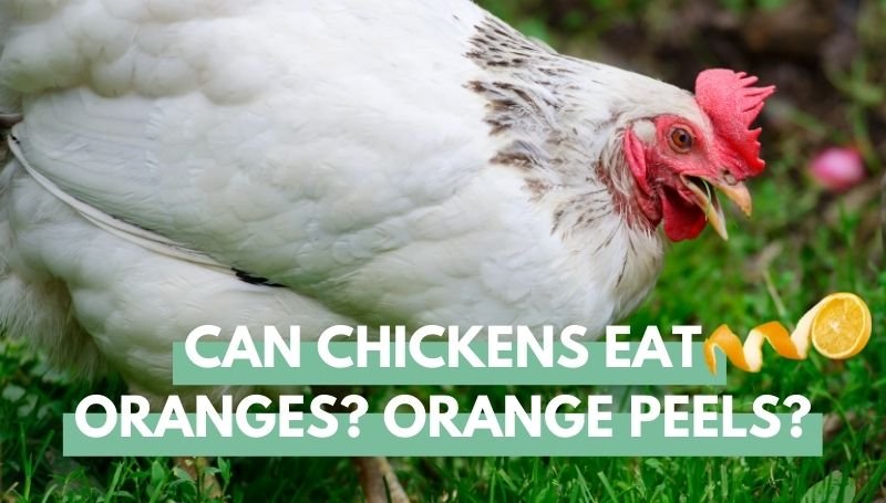 Can Chickens Eat Oranges